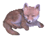 Foxschau & Animationen (Ladezeit!)
